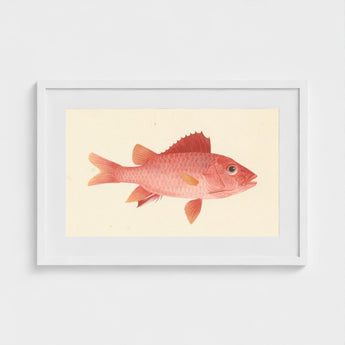 Caribbean Red Snapper - Luigi Balugani Sea Life Art Print / Canvas Framed Watercolor Illustration Vibrant Fish Delicate Orange, Exquisite