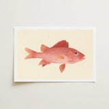 Caribbean Red Snapper - Luigi Balugani Sea Life Art Print / Canvas Delicately Illustrated Fish Cream-colored Paper White, Exquisite Fine