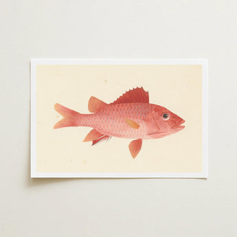 Caribbean Red Snapper - Luigi Balugani Sea Life Art Print / Canvas Delicately Illustrated Fish Cream-colored Paper White, Exquisite Fine