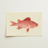 Delicately Illustrated Red Fish Printed Cream-colored Cardstock Luigi Balugani, Caribbean Snapper, Exquisite Fine Art Print