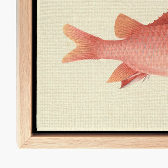 Caribbean Red Snapper - Luigi Balugani Sea Life Art Print / Canvas Detailed Salmon-colored Fish Textured Scales Fins, Exquisite Fine Prints