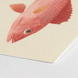 Caribbean Red Snapper - Luigi Balugani Sea Life Art Print / Canvas Detailed Illustration Pink Fish Orange Fins Scales Printed, Exquisite