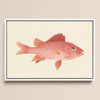 Caribbean Red Snapper - Luigi Balugani Sea Life Art Print / Canvas Framed Watercolor Illustration Pink Fish Delicate Scales Orange-tinted