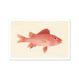 Caribbean Red Snapper - Luigi Balugani Sea Life Art Print / Canvas Pink-colored Fish Reddish Fins Scales Luigi Balugani, Caribbean Red