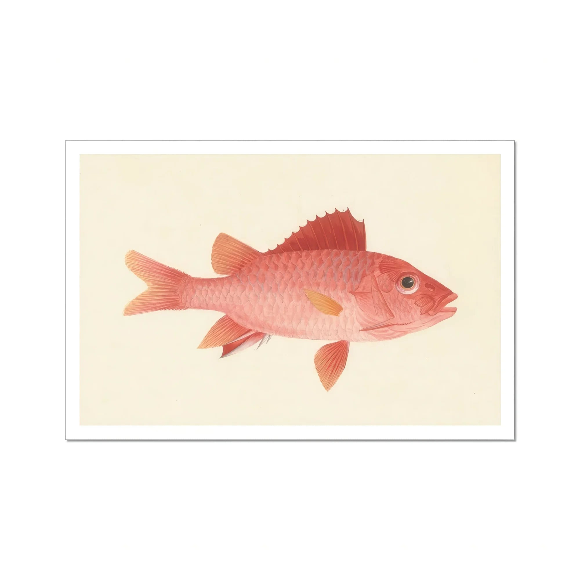 Caribbean Red Snapper - Luigi Balugani Sea Life Art Print, Pink-colored Fish Reddish Fins Scales