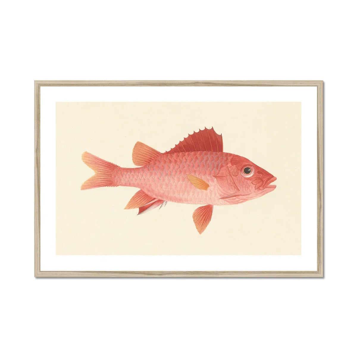 Caribbean Red Snapper Luigi Balugani Sea Life Art Print, Pink Red Fish Prominent Fins Scales Vintage Illustration Style