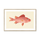 Caribbean Red Snapper Luigi Balugani Sea Life Art Print, Pink Red Fish Prominent Fins Scales Vintage Illustration Style