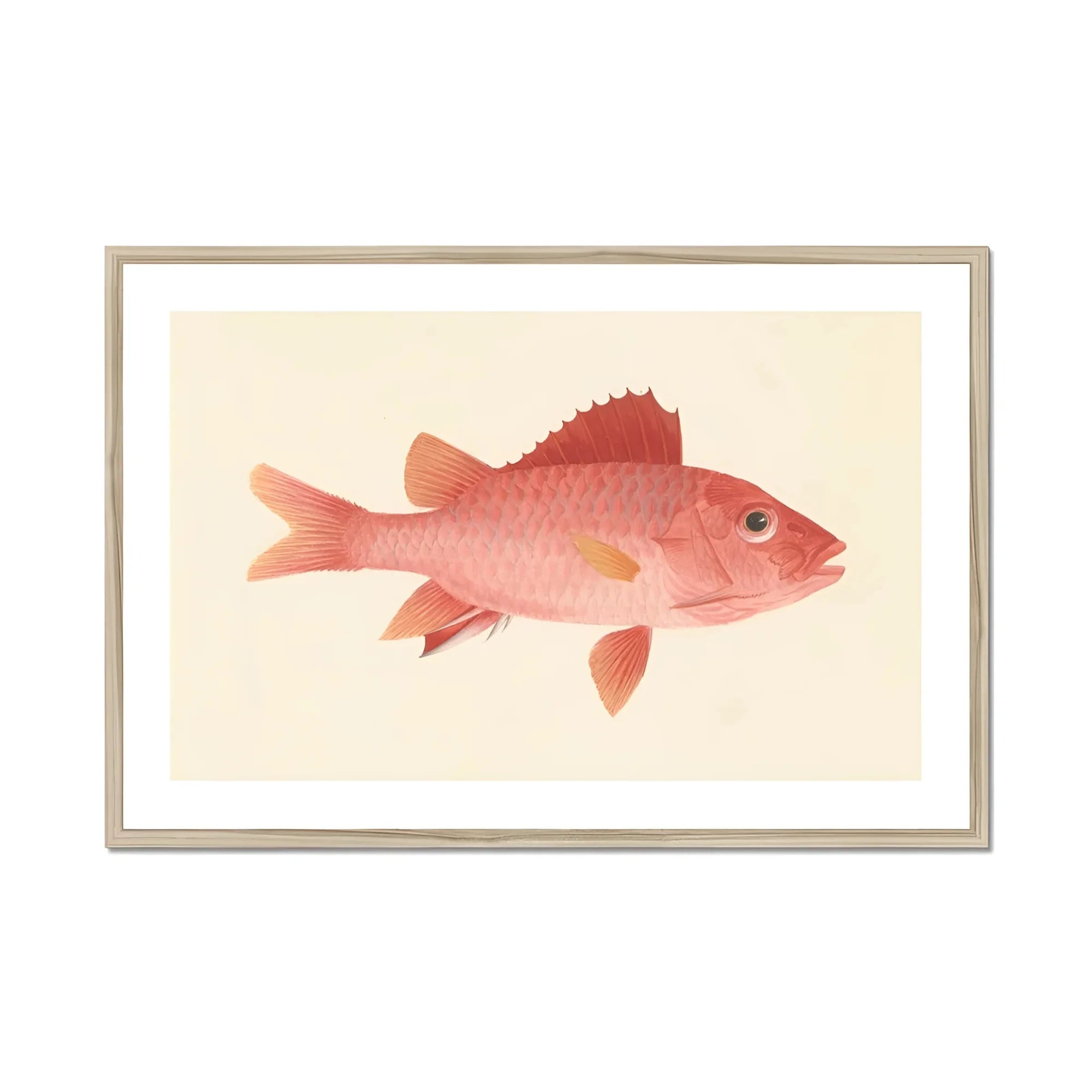 Caribbean Red Snapper - Luigi Balugani Sea Life Art Print, Pink-red Fish Prominent Fins Scales Vintage Illustration Style