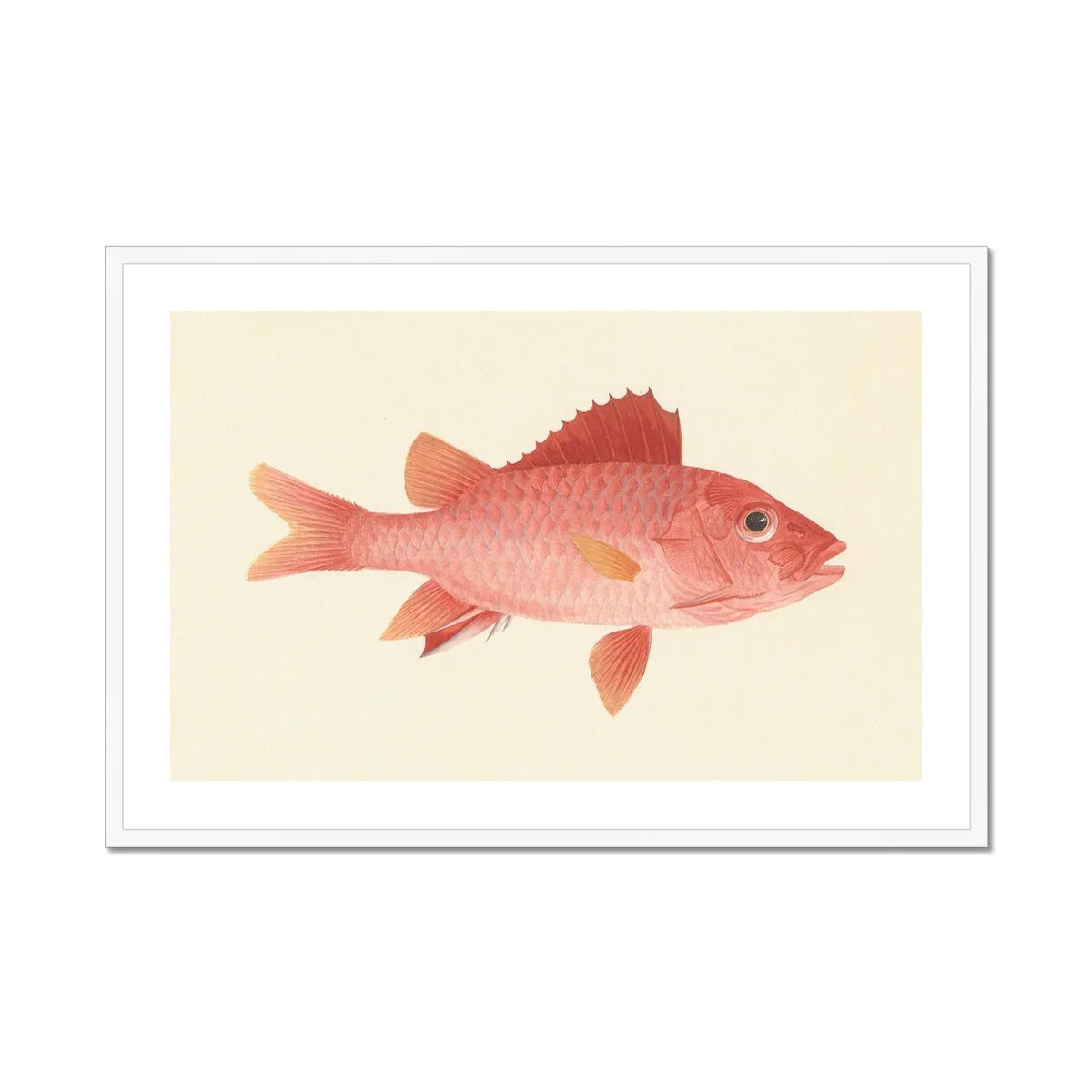Caribbean Red Snapper Luigi Balugani Sea Life Art Print, Pink Red Fish Prominent Scales Fins