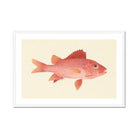 Caribbean Red Snapper Luigi Balugani Sea Life Art Print, Pink Red Fish Prominent Scales Fins