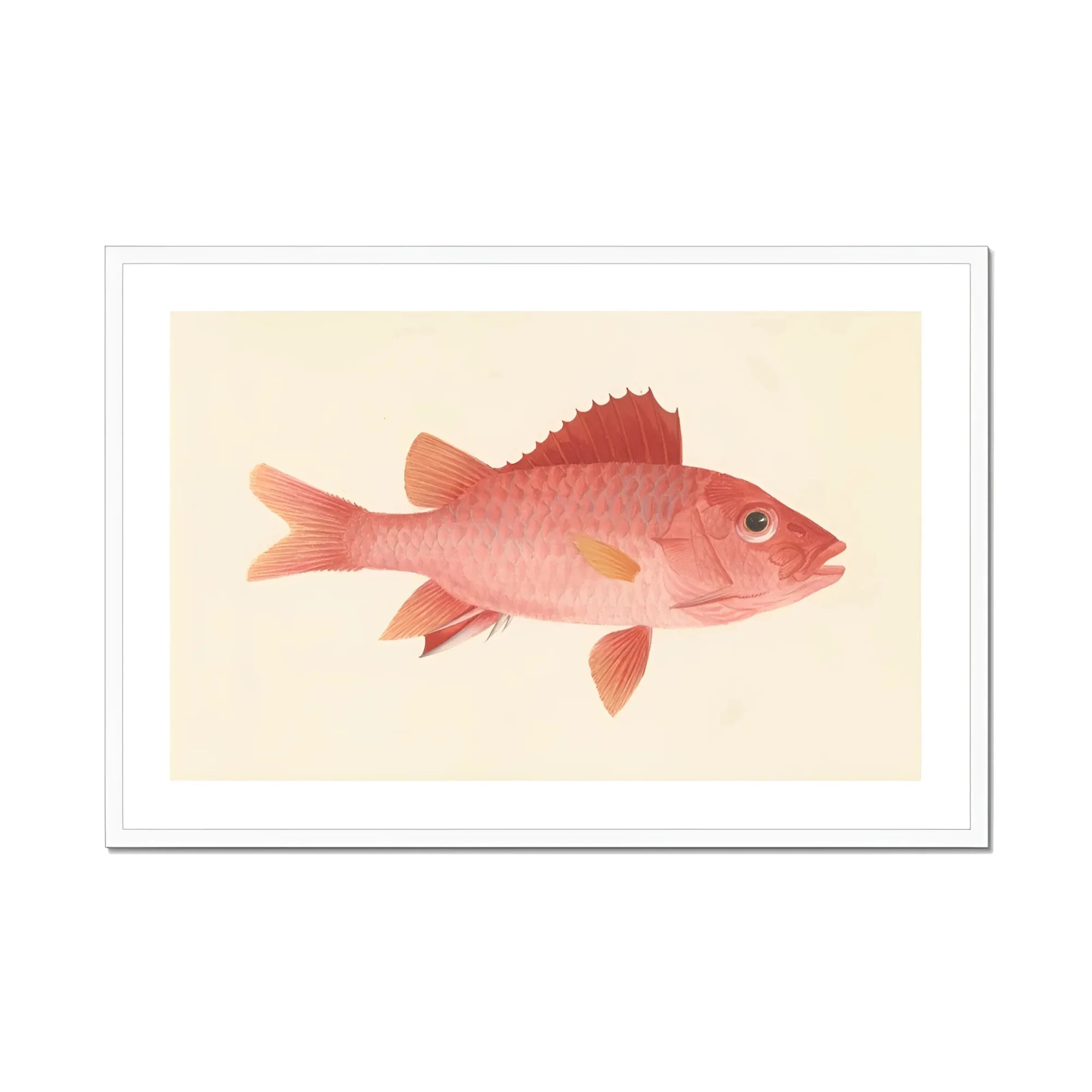 Caribbean Red Snapper - Luigi Balugani Sea Life Art Print, Pink-red Fish Prominent Scales Fins