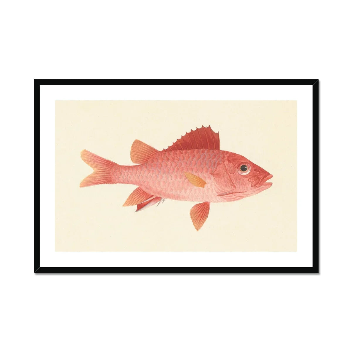 Caribbean Red Snapper Luigi Balugani Sea Life Art Print, Pink Fish Reddish Fins Scales Naturalistic Illustration Style