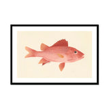 Caribbean Red Snapper - Luigi Balugani Sea Life Art Print, Pink Fish Reddish Fins Scales Naturalistic Illustration Style