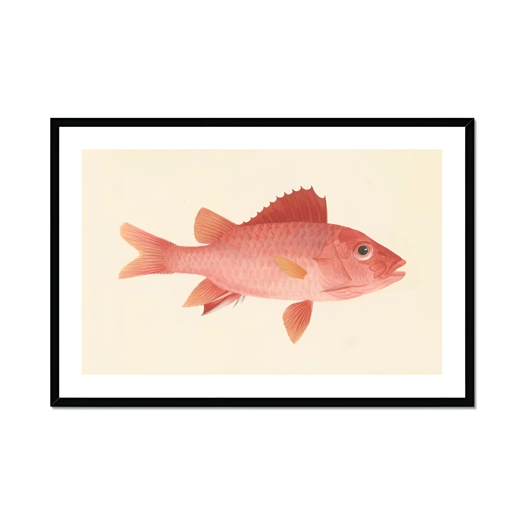 Caribbean Red Snapper - Luigi Balugani Sea Life Art Print, Pink Fish Reddish Fins Scales Naturalistic Illustration Style