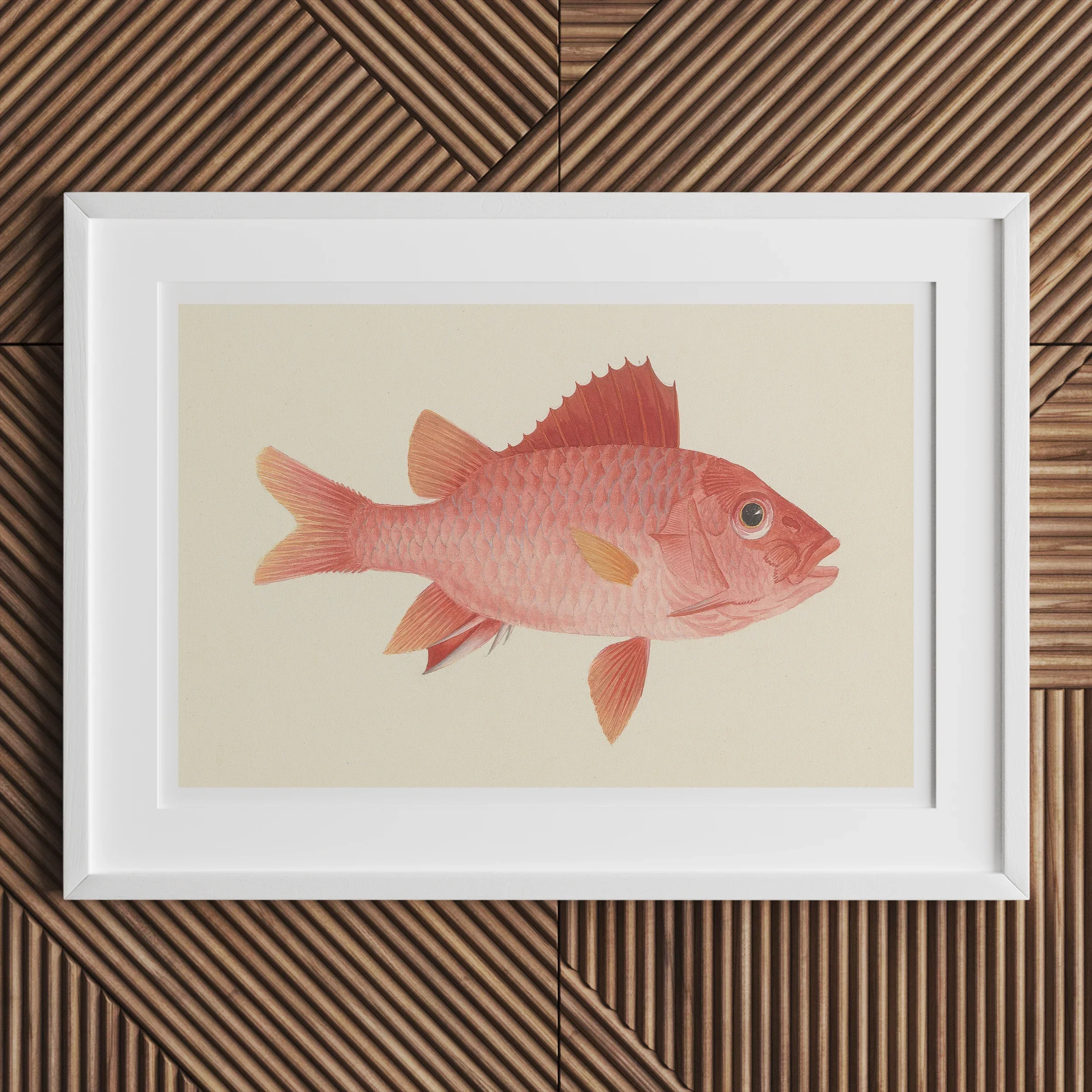 Caribbean Red Snapper - Luigi Balugani Sea Life Art Print, 18’’x12’’ / Unframed, Kite-791241314, White-framed Artwork