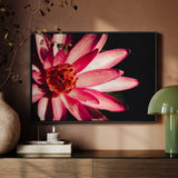 Casanova - Pink Lotus Flower Art Framed Canvas, Framed Photograph Vibrant Pink Lotus Flower Bloom