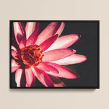 Casanova - Pink Lotus Flower Art Framed Canvas, Vibrant Pink Lotus Flower Delicate Petals Center