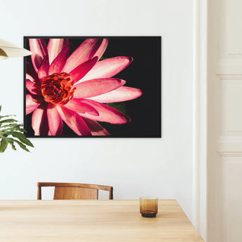 Casanova - Pink Lotus Flower Art Framed Canvas, Pink Lotus Flower White-edged Petals Black Background