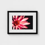 Casanova - Pink Lotus Flower Photography Art Print / Canvas Red, Prints