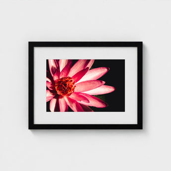 Casanova - Pink Lotus Flower Photography Art Print / Canvas Red, Prints