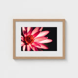 Casanova - Pink Lotus Flower Photography Art Print / Canvas Red, Prints