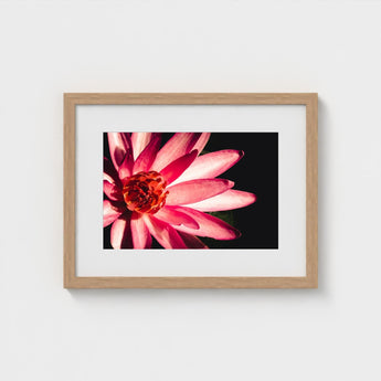 Casanova - Pink Lotus Flower Photography Art Print / Canvas Red, Prints
