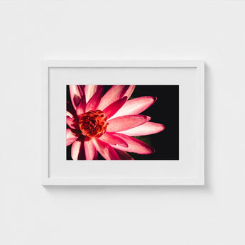 Casanova - Pink Lotus Flower Photography Art Print / Canvas Red, Prints