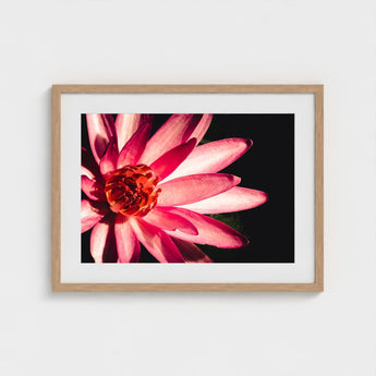 Casanova - Pink Lotus Flower Photography Art Print / Canvas Red, Prints