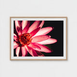 Casanova - Pink Lotus Flower Photography Art Print / Canvas Red, Prints