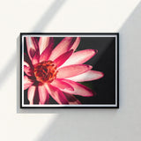 Framed Photograph Vibrant Pink Lotus Flower Delicate Petals Red, Art, Photography