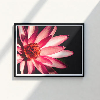 Framed Photograph Vibrant Pink Lotus Flower Delicate Petals Red, Art, Photography