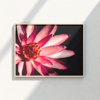 Framed Photograph Vibrant Pink Lotus Flower Delicate Petals Red, Art, Photography