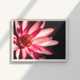 Framed Photograph Vibrant Pink Lotus Flower Delicate Petals Red, Art, Photography