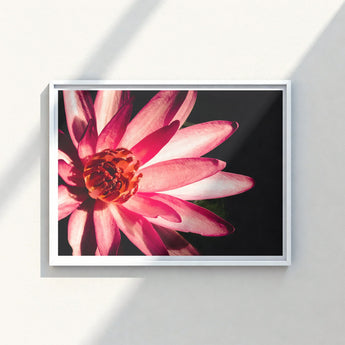 Framed Photograph Vibrant Pink Lotus Flower Delicate Petals Red, Art, Photography