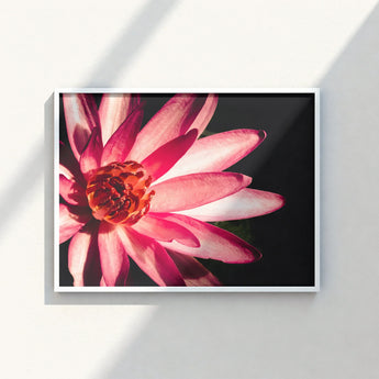 Framed Photograph Vibrant Pink Lotus Flower Delicate Petals Red, Art, Photography