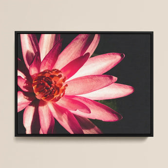 Casanova - Pink Lotus Flower Photography Art Print / Canvas Framed Photograph Vibrant Pink Lotus Flower Delicate Petals Red Flower, Art,