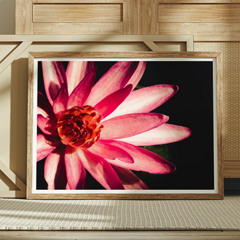 Casanova - Pink Lotus Flower Photography Art Print / Canvas Framed Photograph Vibrant Pink Lotus Flower Delicate Petals Red Flower, Art,