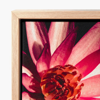 Vibrant Pink Lotus Flower Canvas Print Framed Light Red, Art, Photography