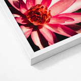 Framed Photograph Vibrant Pink Lotus Flower Deep Red, Art, Photography