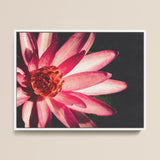 Casanova - Pink Lotus Flower Photography Art Print / Canvas, Red Lotus Flower, Lotus Flower Art, Lotus Flower Photography