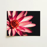 Casanova - Pink Lotus Flower Photography Art Print / Canvas Vibrant Pink Lotus Flower Delicate Layered Petals Rich Red Flower, Art,