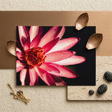Casanova - Pink Lotus Flower Photography Art Print / Canvas Vibrant Pink Lotus Flower Photograph Dark Background Framed Red Flower, Art,