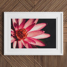 Casanova - Pink Lotus Flower Photography Art Print