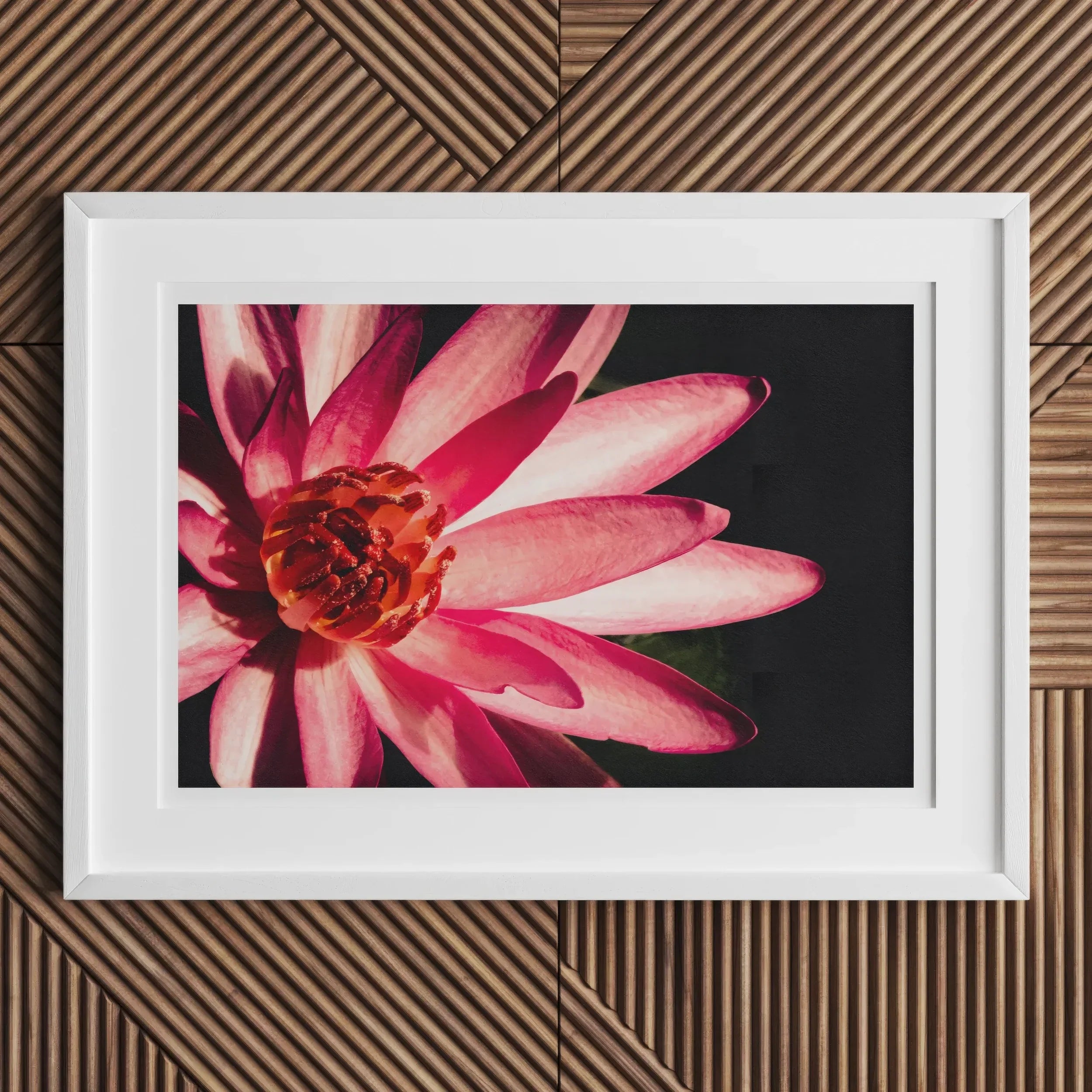 Casanova - Pink Lotus Flower Photography Art Print Posters Prints & Visual Artwork