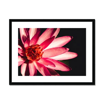 Casanova - Pink Lotus Flower Photography Art Print, Pink Red Lotus Flower Delicate Layered Petals