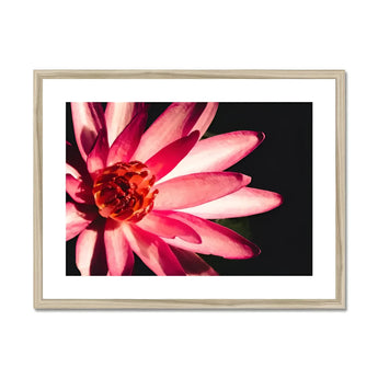 Casanova - Pink Lotus Flower Photography Art Print, Pink Red Lotus Flower Layered Petals