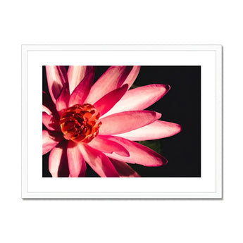 Casanova - Pink Lotus Flower Photography Art Print, Pink Red Lotus Flower Layered Petals