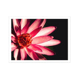 Casanova - Pink Lotus Flower Photography Art Print, Pink Red Water Lily Blossom Delicate Layered Petals