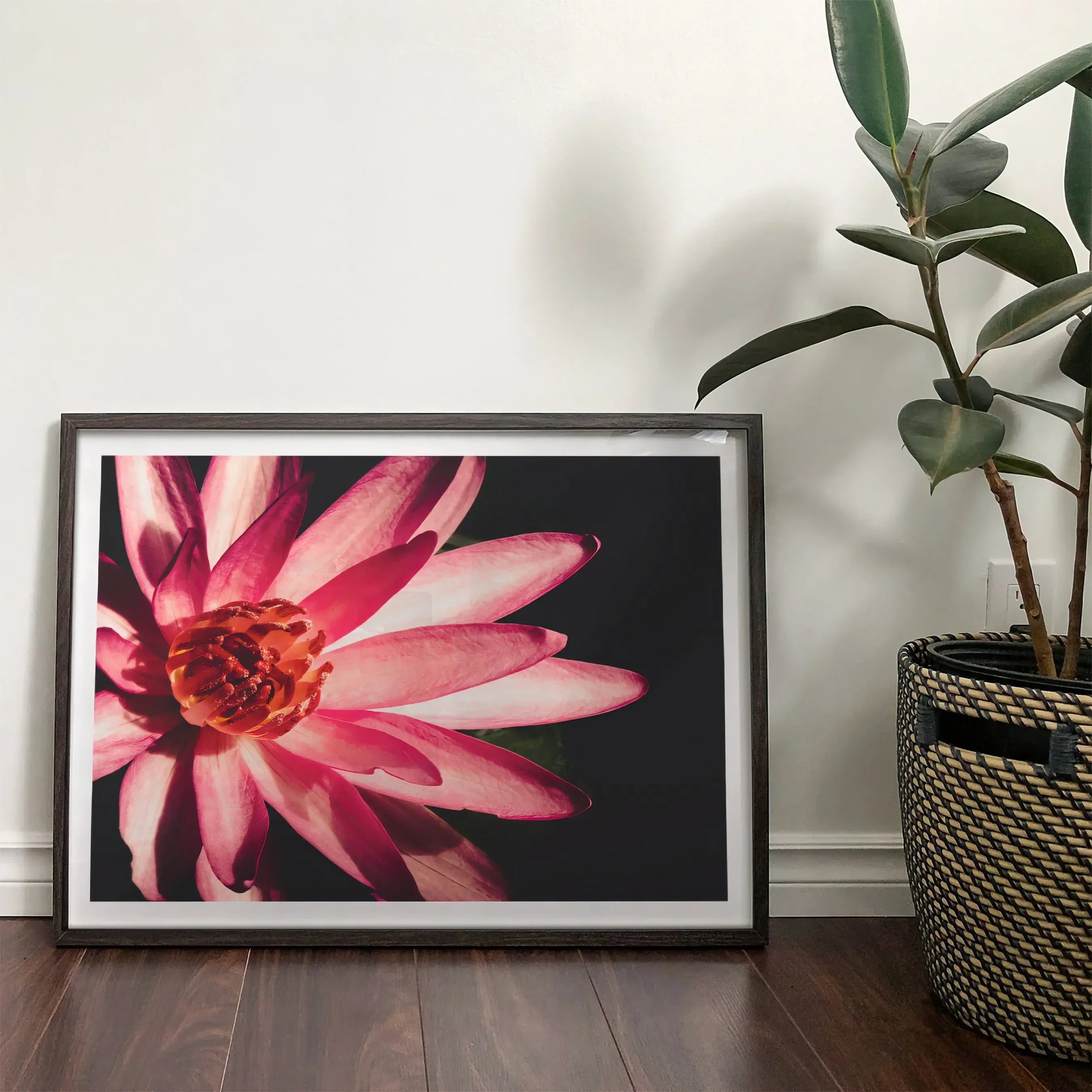 Casanova - Pink Red Lotus Flower Photography Art Print - Posters Prints & Visual Artwork - Aesthetic Art