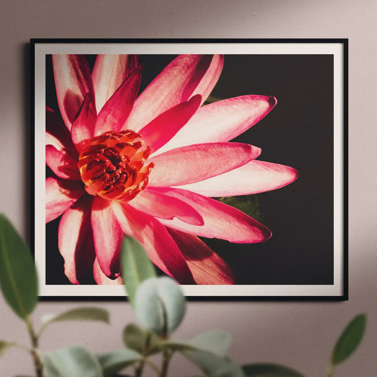 Casanova - Pink Red Lotus Flower Photography Framed Print - Posters Prints & Visual Artwork - Aesthetic Art